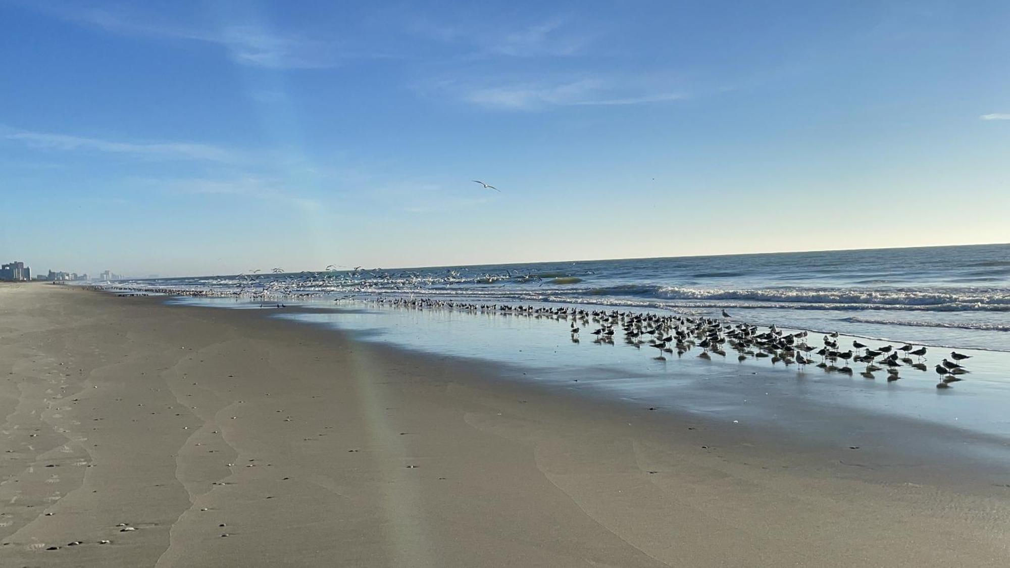 Blue Palmetto Vacation Rentals Myrtle Beach Zewnętrze zdjęcie